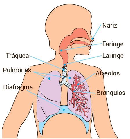 Partes del sistema respiratorio cómo funcionan y cual es su función Escolar ABC Color