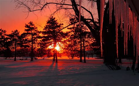 Sun Sunset Snow Trees Icicles Winter Wallpaper 1920x1200 651858