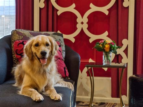 Top 10 Dog Friendly Luxury Hotels In North America Celebrity Pets