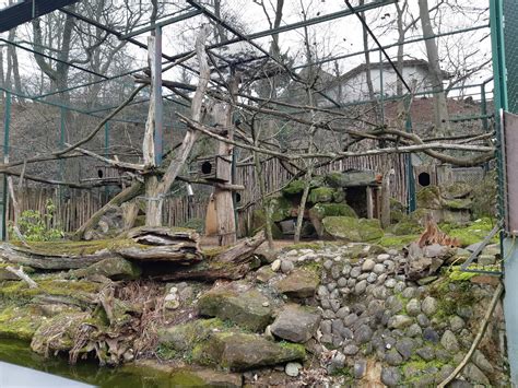 Red Panda Exhibit Zoo Saarbrücken Zoochat