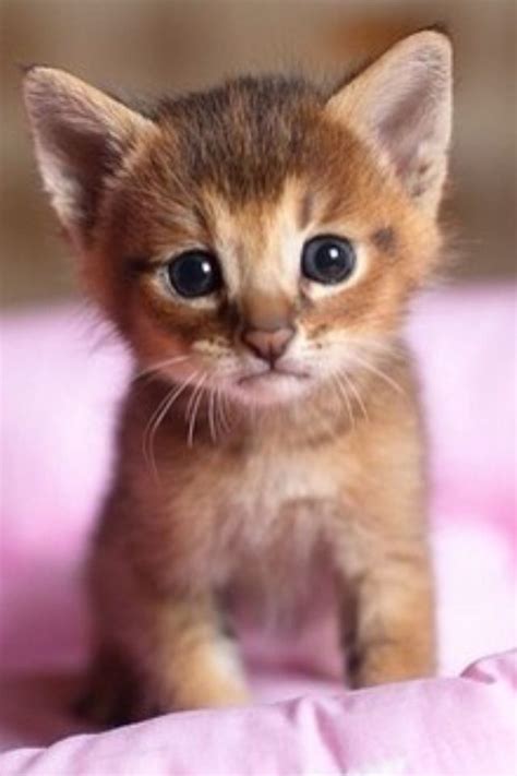 Best 25 Baby Kitten Videos Ideas On Pinterest Kittens