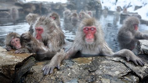 Teaching Activities For Hot Springs Lower Stress In Japans Popular Bathing Monkeys The New
