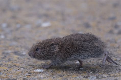 Noch keine geprüften kundenbewertungen von vr bank weimar umpferstedterstr. Vole run | This is a Short-tailed, or Field Vole (Microtus ...
