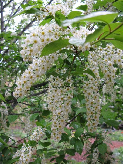 Photo Of The Bloom Of Chokecherry Prunus Virginiana Schubert Posted