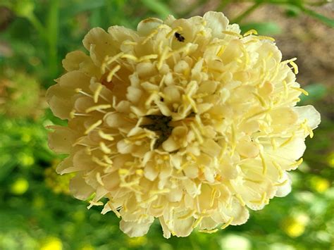 Scabiosa Morgana Yellow Scabiosa Atropurpurea Saatgut Und Pflanzen