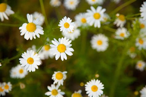 Tiny Chamomile Flowers Free Stock Photo Public Domain Pictures