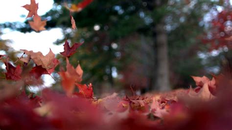 Slow Mo Autumn Leaves Floating To The Ground Stock Video Footage