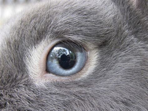 7 Types Of Rabbit Eye Colors And Their Rarity With