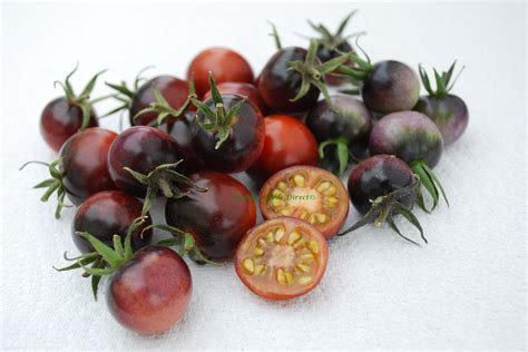 Tomato Cherry Indigo Blue Berries Premier Seeds Direct