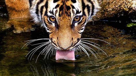 Tiger Drinking Water Wallpapers Top Free Tiger Drinking Water