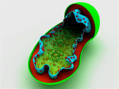 Mitochondrion Mitochondrium 3d Model