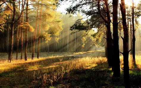 2560x1080 Resolution Forest With Sun Rays Hd Wallpaper Wallpaper Flare