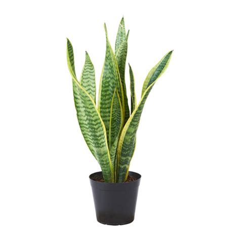 Snake plant (sansevieria) does everything it can to sort out the humidity in your home, so that your the snake plant is used to a bit of warmth, since it comes from the deserts of ethiopia, amongst other. Buy Golden Snake Plant - Succulent Plant Online at Nursery ...