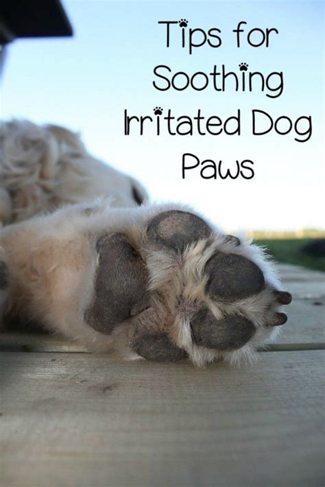 Irritated Dog Paws How To Stop It Dogvills Dog Paw Pads Dog Paw