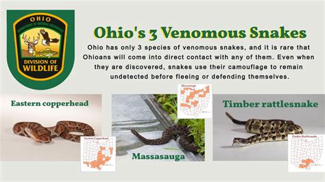 The 3 Venomous Snakes Found In Ohio Nature Blog Network