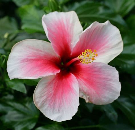 Best 25+ Hawaiian flowers ideas on Pinterest  Tropical flowers, Exotic flowers and Hawaii flowers