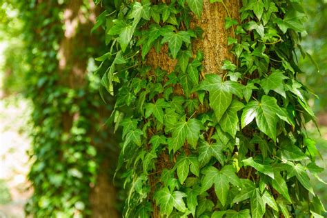 How To Grow And Care For English Ivy Plants