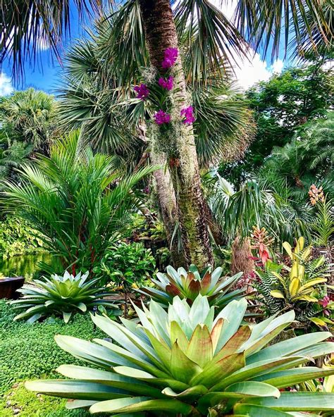 Florida is home to 16 native species of bromeliads and two natural hybrids, all of which are epiphytes. undefined | Bromeliads, Tropical landscaping, Landscape