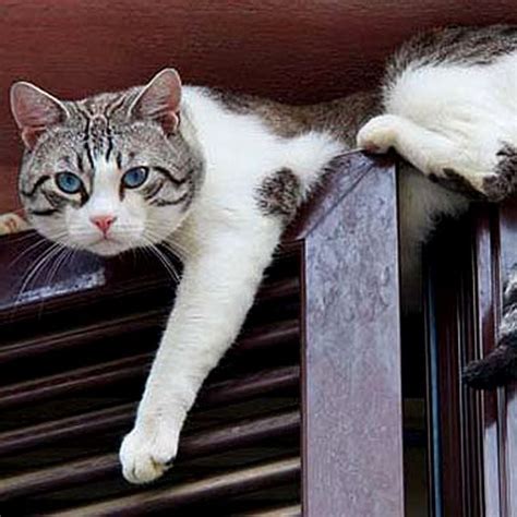 Cats Need To Climb And Be In High Places Here Are Reasons Why And Ways