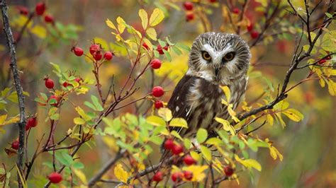 Autumn Owl Wallpapers Top Free Autumn Owl Backgrounds Wallpaperaccess