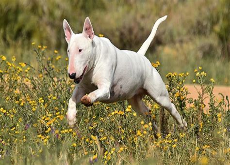 Bull Terrier Conhe A Essa Ra A De C Es E Suas Curiosidades