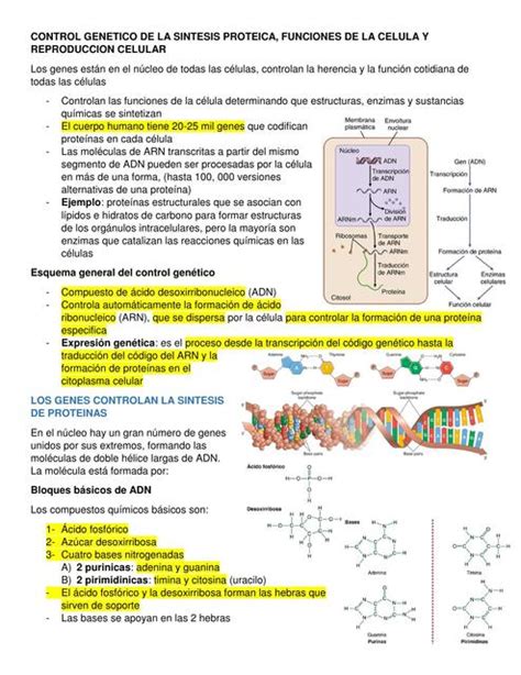 Control Genético De La Síntesis Proteica Funciones De La Célula Y