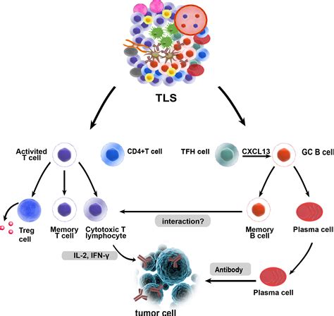 Frontiers Tertiary Lymphoid Structures In Cancer The Double Edged