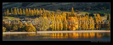 Wanaka Township And Lake Wanaka With Golden Autumn Coloured Trees