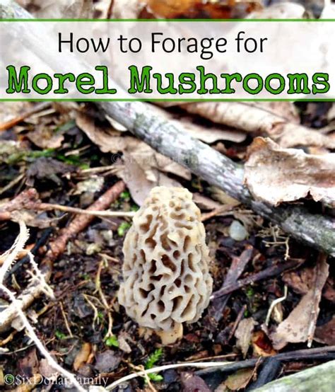 How To Forage For Food How To Forage For Morel Mushrooms
