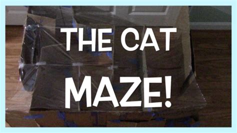 Cats Versus The Maze Youtube