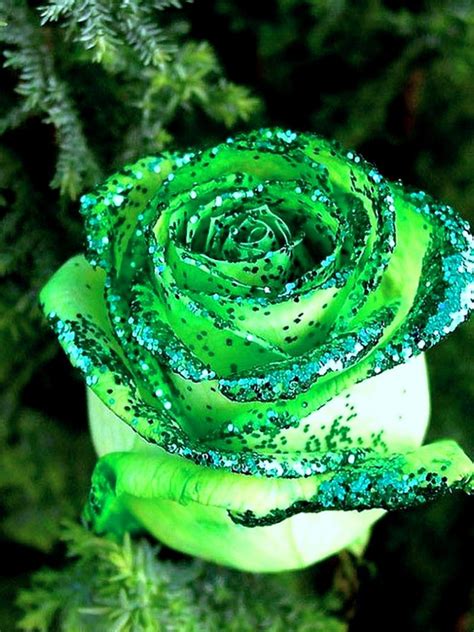 We did not find results for: Free download Green Rose Wallpapers HD Pictures Live HD ...