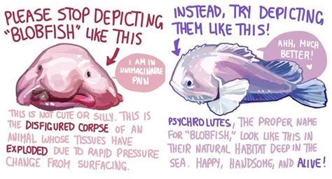 The Tragic Truth About The Blobfish Rat53hc62