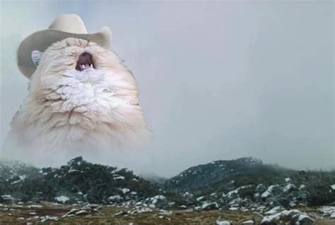 Screaming Cowboy Cat Blank Template Imgflip