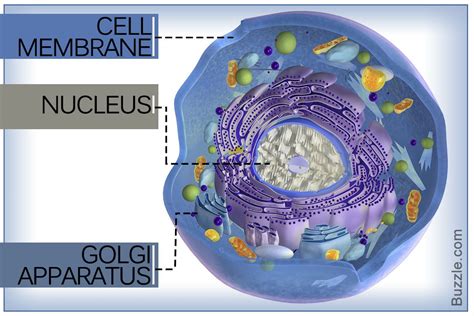 Facts About Animals Cells