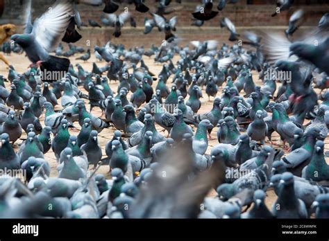A Group Of Pigeons In The Park Detail Stock Photo Alamy