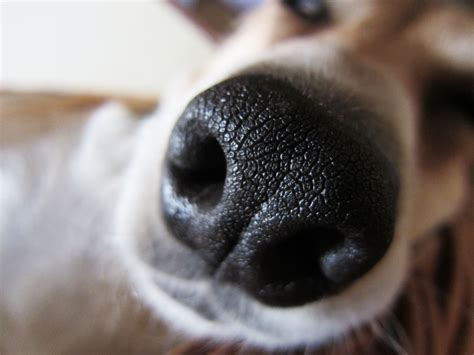 Dog Nose Prints Are Like Human Finger Prints Each One Is Unique Dog
