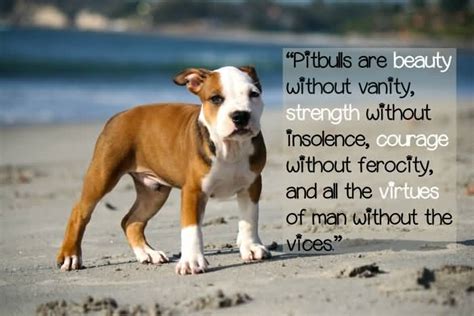 Pitbull Dog Love Quotes Lawiieditions