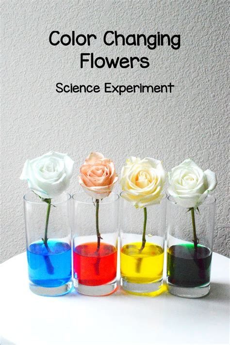 Color Changing Flowers Science Project Flowers Science Project