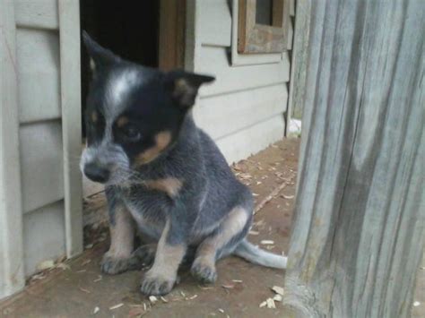 Blue Heeler Puppies For Sale In Baneberry Tennessee