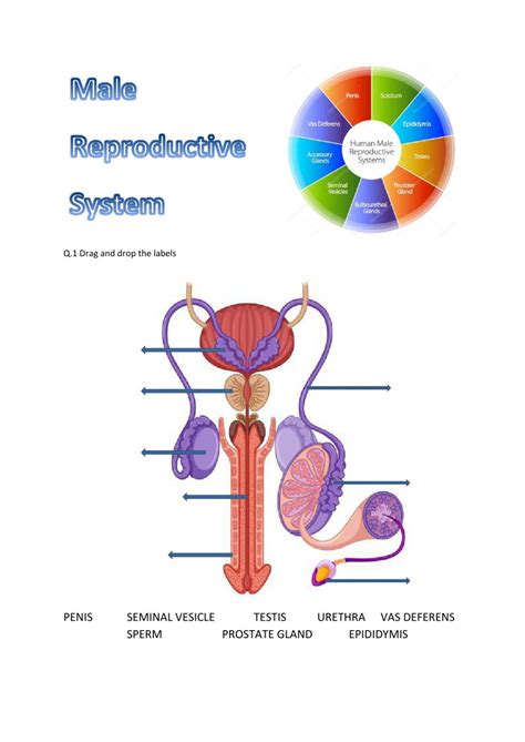Anatomy Of The Male Reproductive System