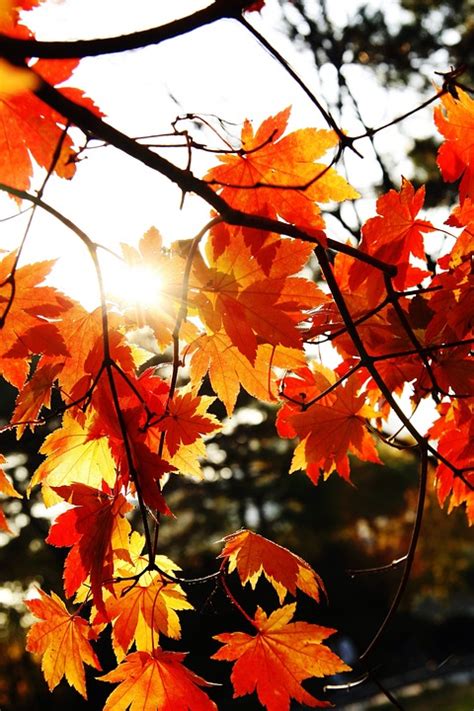 Autumn Leaves Tabitha Plants · Free Photo On Pixabay