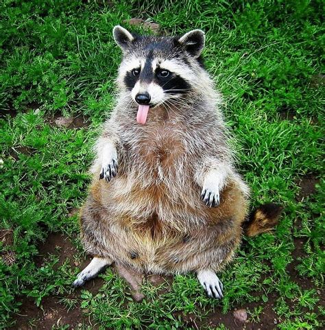 It is an adaptation to survival in times of food shortage, it isn't for fun. How to Keep Raccoons Out of Garden - 6 Ways | Pet raccoon ...