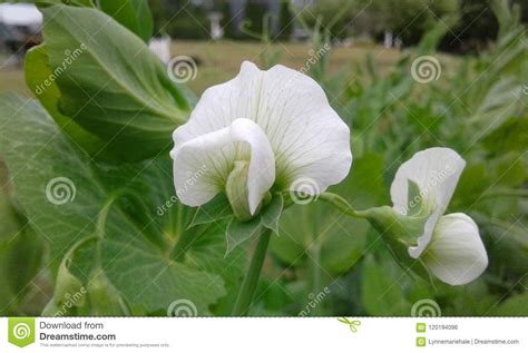 Sugar Snap Pea Blossoms Stock Photo Image Of Blossoms 120194096