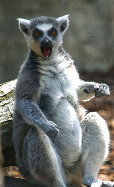 25 Hilariously Funny Photos of Shocked Animals
