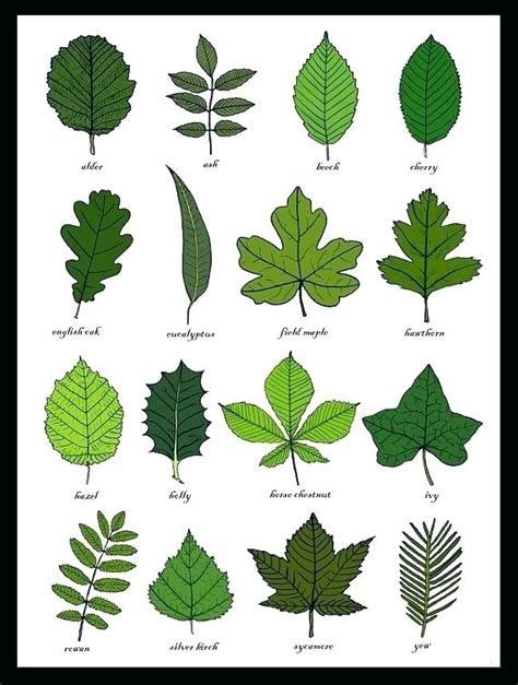 Different Types Of Leaves Are Shown In This Image Including Green And