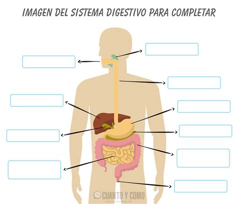 Como Funciona El Sistema Digestivo Y Sus Partes