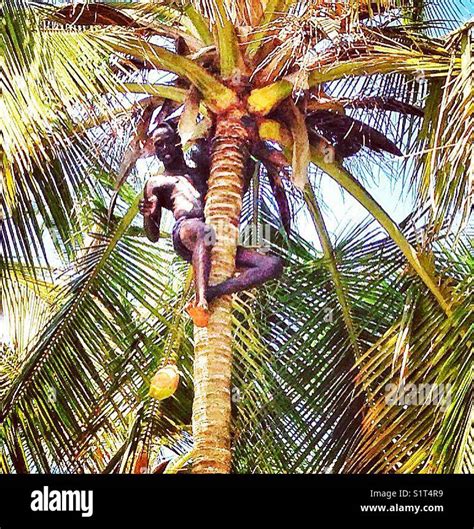 Coconut Tree Climb Hi Res Stock Photography And Images Alamy
