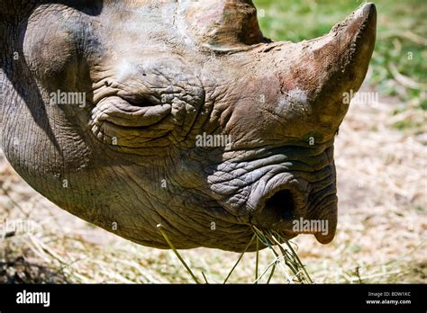 Rhino Port Lympne Wild Animal Safari Park Stock Photo Alamy