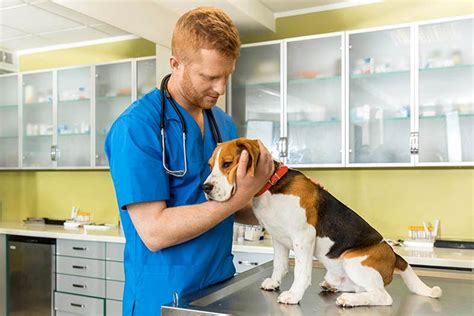 In short, if your dog has cancer, when do you put them down? Blood in Dog Stool: What to Do If You Find It — American ...
