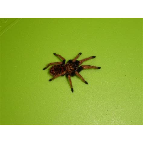 Chromatopelma is a monotypic genus of south american tarantulas containing the single species, chromatopelma cyaneopubescens. Green Bottle Blue Tarantula - spiderling - Strictly Reptiles